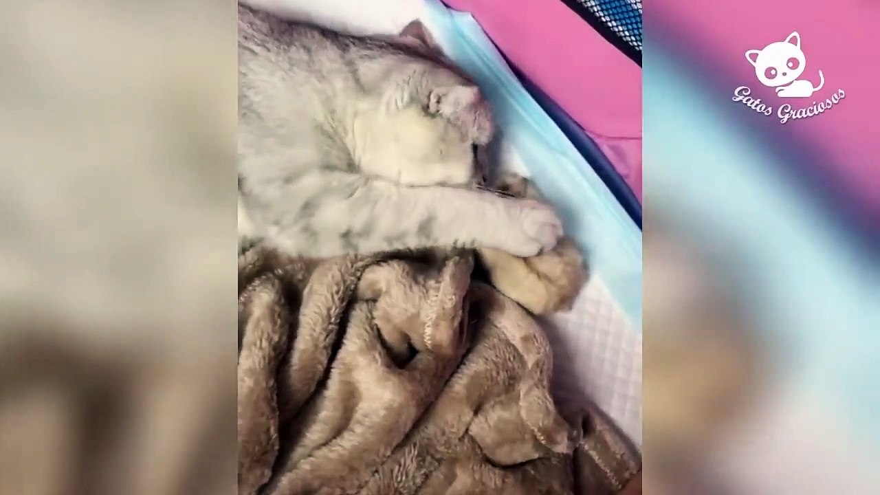 Gatos Graciosos - Los Mejores Videos de Gatos C...