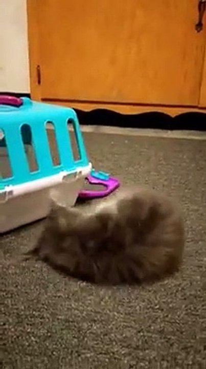 Tiny kitten beats up a bunny plushy