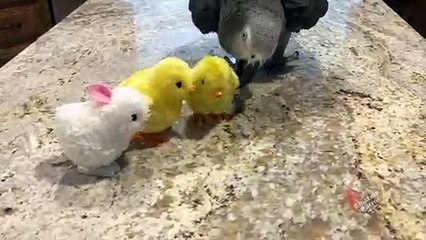 Parrot enjoys a Hoppy Easter!