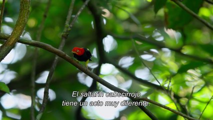 Nuestro Planeta  - Los pájaros nos enseñan a ligar y a hacer el moonwalk