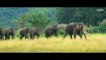Junglee Official Trailer _ Vidyut Jammwal, Pooja Sawant & Asha Bhat _ Chuck Russell _
