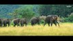 Junglee Official Trailer _ Vidyut Jammwal, Pooja Sawant & Asha Bhat _ Chuck Russell _