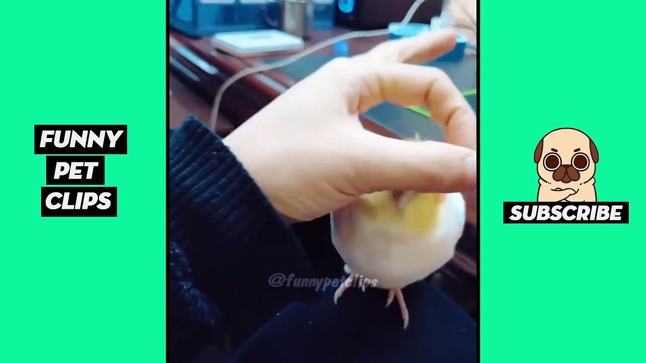Funny Cute Animals: Tik Tok Pets #53
