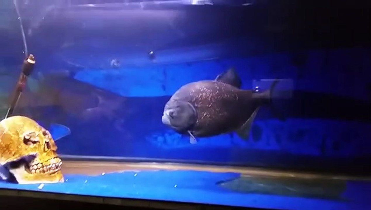 AWESOME My Big piranha eat Rat