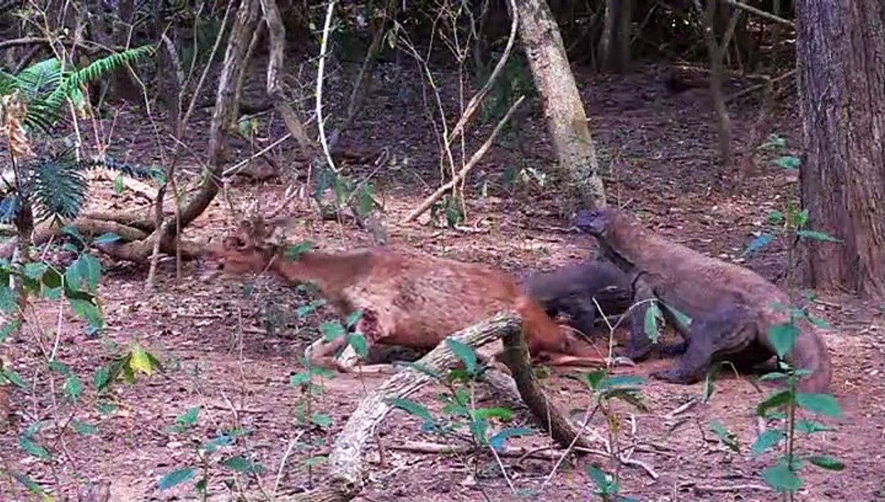 AWESOME komodo dragon devours live deer