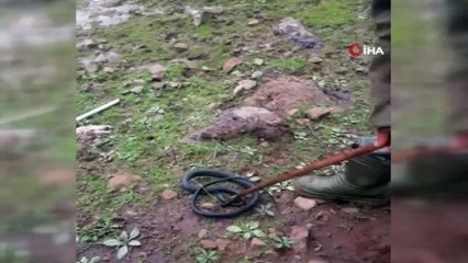 Sosyal medyada yoğun ilgi gördüler... Tehlikeye aldırış etmeden kayalıklara sıkışan yılanı böyle kurtardı