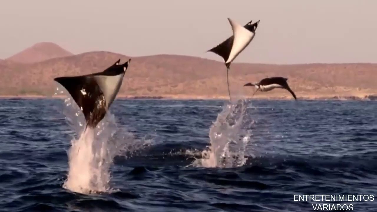 MANTARRAYA: EL MEJOR ESPECTÁCULO EN EL MAR