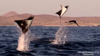 MANTARRAYA: EL MEJOR ESPECTÁCULO EN EL MAR