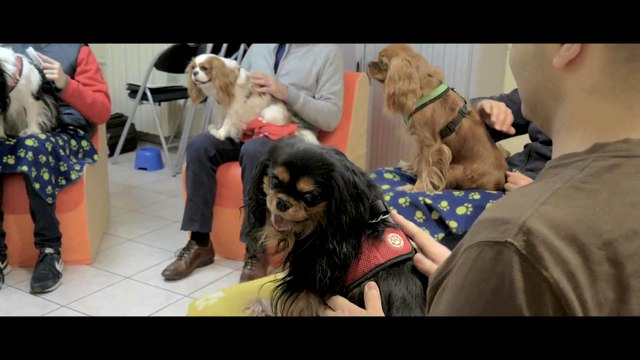 La médiation animale - hôpital de jour adultes de Sartrouville - CH Théophile Roussel - par l'association Une Patte - Un Regard