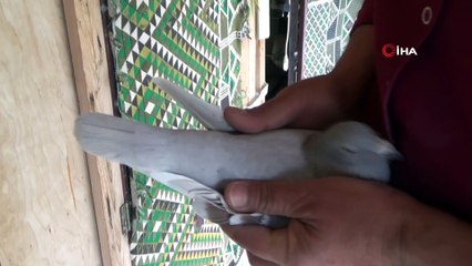 Malatya'dan bırakıldı, Diyarbakır'da beslendiği dama kondu...Şampiyon kuş yarışı 10 saat 30 dakikada tamamladı