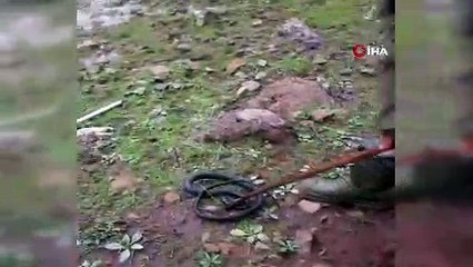 Yılanı kurtaran çobanların cesaretleri korkuttu, yorumları güldürdü