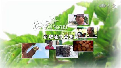 【農夫與他的田】20190104 - 新雞隆的異鄉農