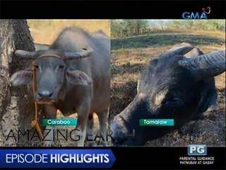 Amazing Earth: Philippine Tamaraw in a near extinction status