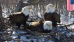 Trio of bald eagles seen raising young eaglets together