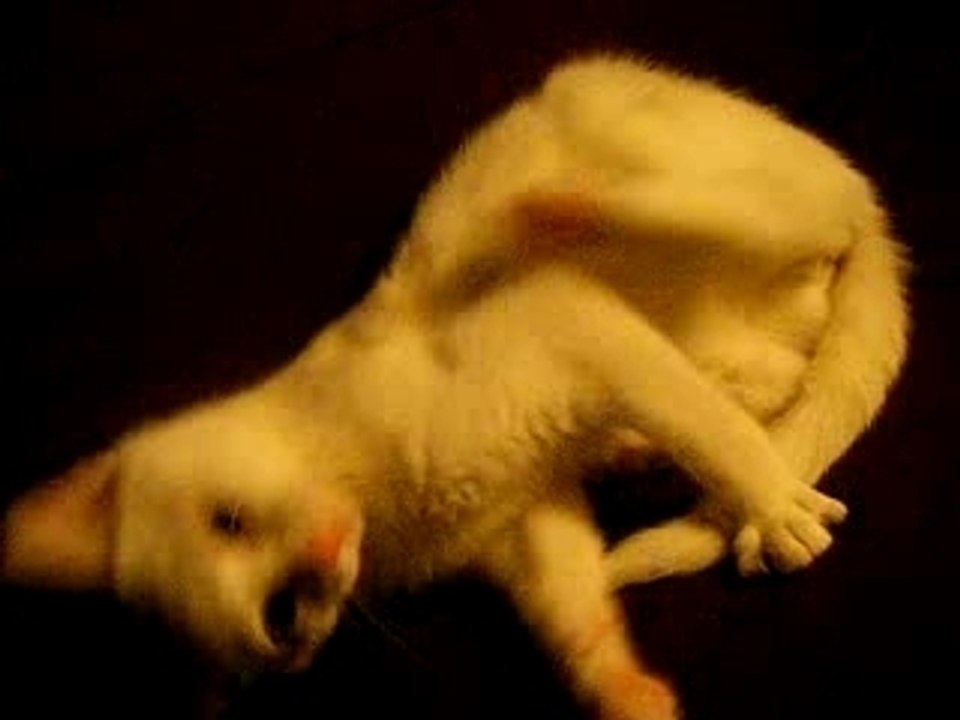 chat funny