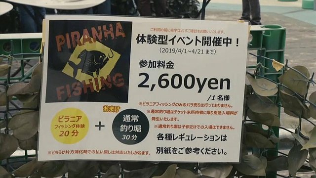 Watch: 'The most dangerous fishing event in Japan' featuring 1,000 piranhas