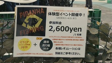 Watch: 'The most dangerous fishing event in Japan' featuring 1,000 piranhas