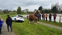 Un cheval de trait sort une voiture du fossé (Lamballe)