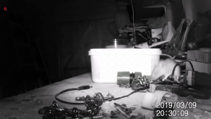 Une souris range un établi toutes les nuits