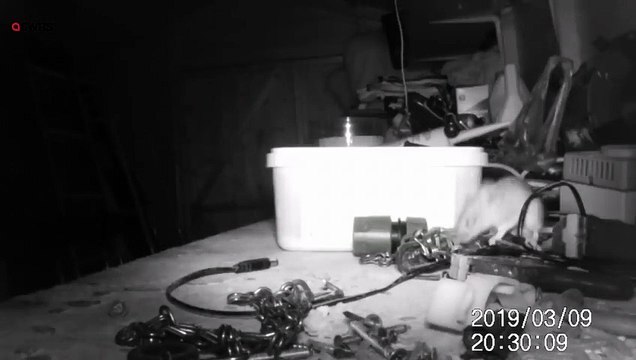 Une souris range un établi toutes les nuits