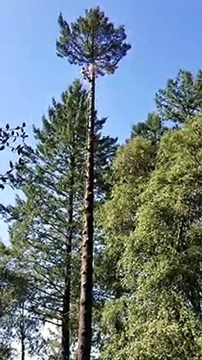 Un élagueur se fait une belle frayeur au sommet d’un arbre
