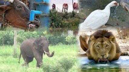 మనుషులే కాదు..! జీవాలు కూడా నీటికోసం కటకట..!! || Oneindia Telugu