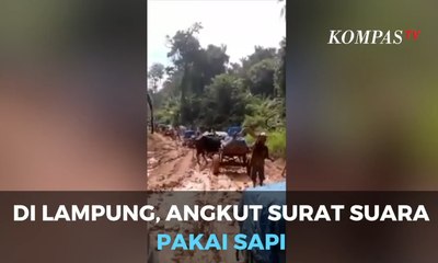 Angkut Surat Suara Pakai Gerobak, Sapinya Ngambek!