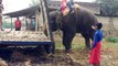 Quite the trunk on that vehicle! Elephant helps push truck stuck in the mud
