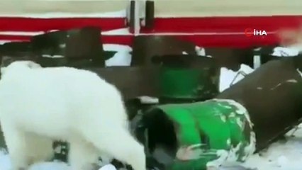 - Rusya’da aç kalan kutup ayısı şehre indi