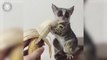 Super Cute Animals | Funny and Cute Animal Videos Compilation (2019) Animales Graciosos Videos