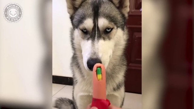Tik Tok Animals | Funny Cats and Dogs Videos Compilation (2019) Perros y Gatos Graciosos Videos