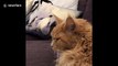 Big ginger Maine Coon cat wakes up from nightmare then goes back to sleep