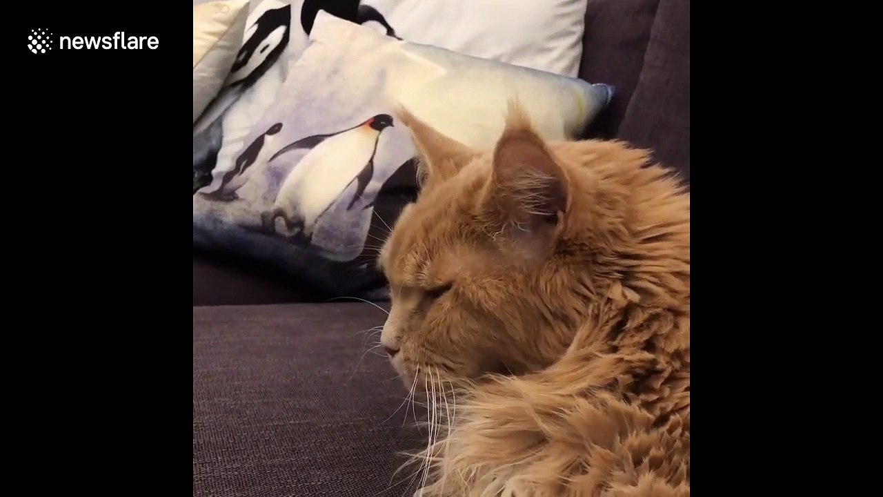 Big ginger Maine Coon cat wakes up from nightmare then goes back to sleep