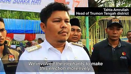 Sumatran elephants help out on election day in Indonesia