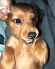 Quand un chiot n'aime pas le flash. Réaction hilarante !