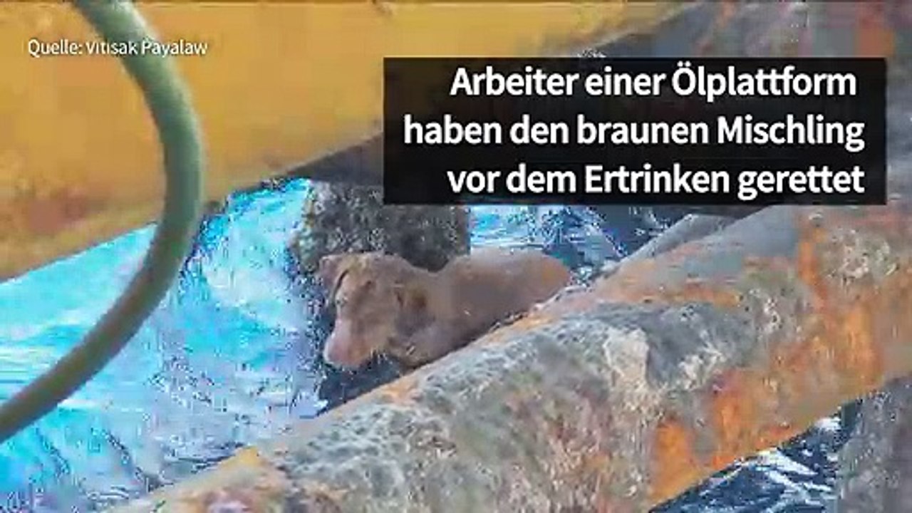 Happy End für herzigen Hund nach dramatischer Rettung