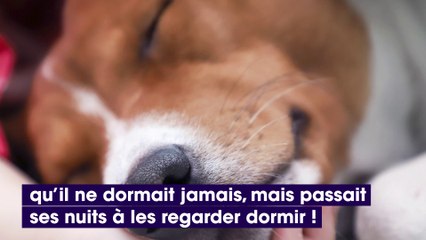 Cet adorable chien ne dort jamais, la raison va vous briser le cœur