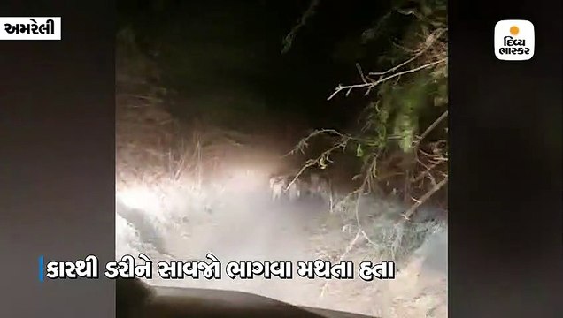 20થી વધુ સિંહો પાછળ કાર દોડાવી પજવણી કરવામાં આવી, વીડિયો વાઇરલ