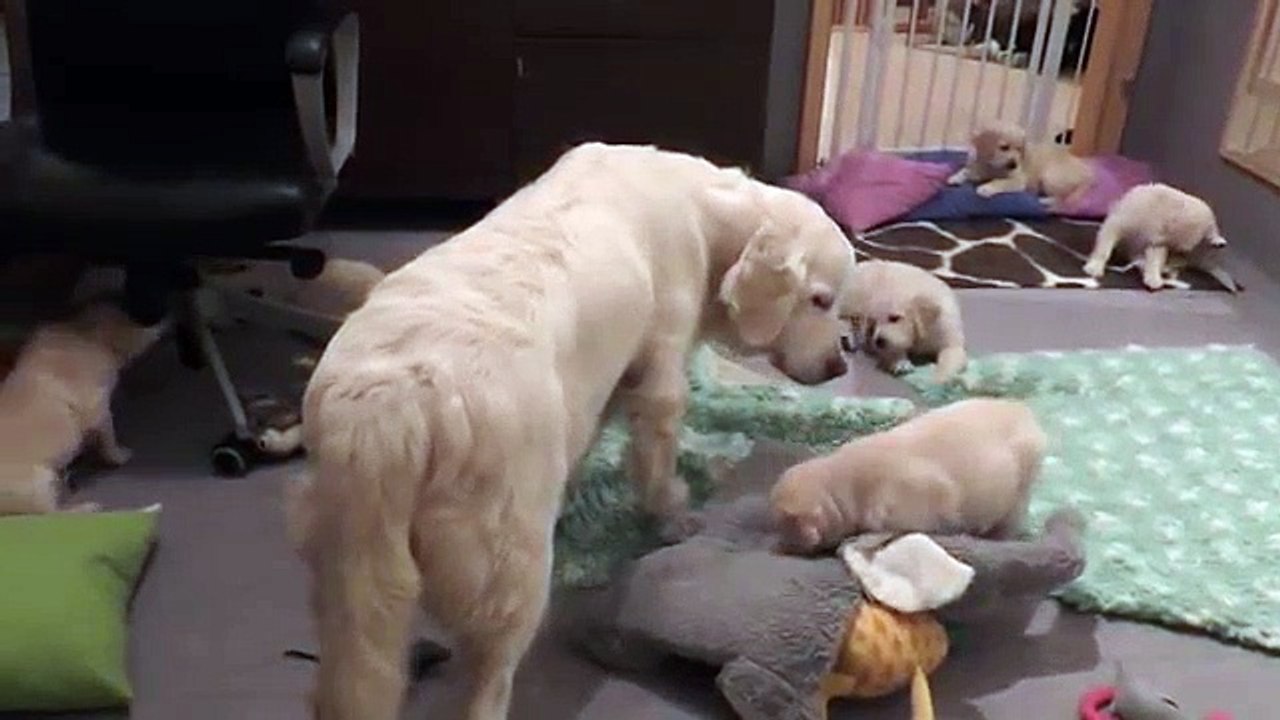 Des chiots trop grands pour téter