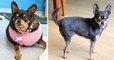 Obese Chihuahua Sheds Half Its Body Weight After Not Being Able To Move
