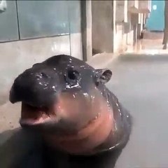 Regardez ce bébé hippopotame qui prend son bain. Adorable !
