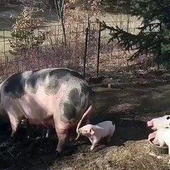 Bébé cochon a envie de jouer avec sa maman. Ce qu'il lui fait est trop marrant !