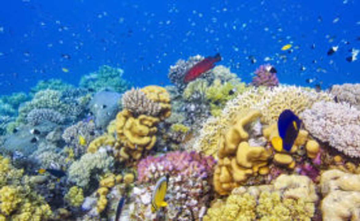 Die schönsten Fische der Welt