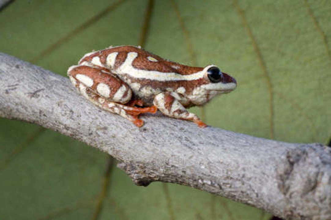 Alles über Amphibien