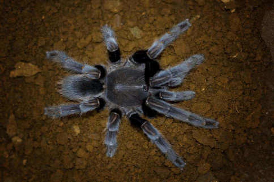 Alles über Arachniden