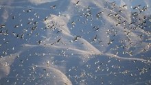 Alles über Vögel