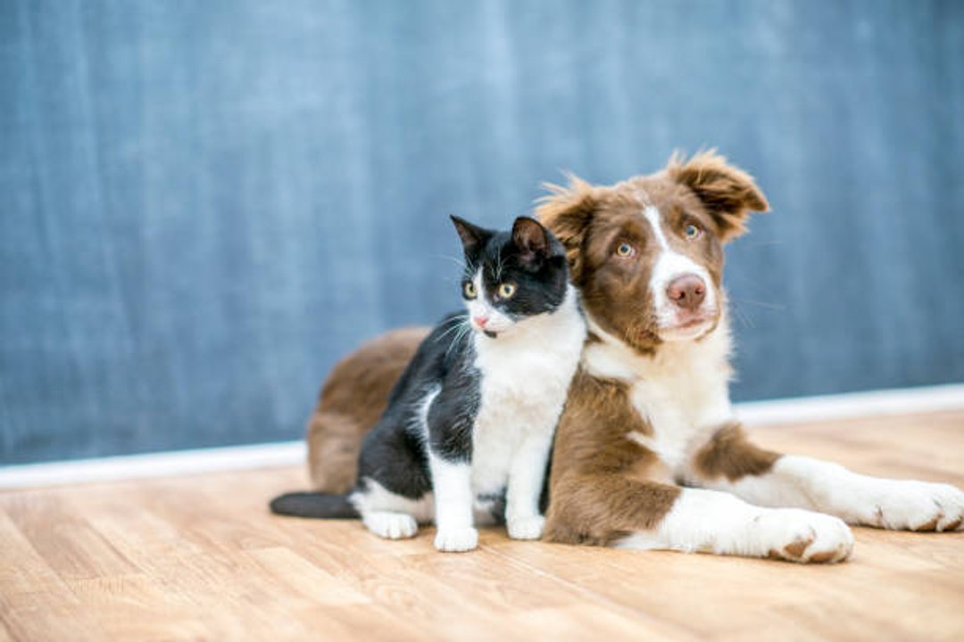 Wie bringe ich Katze und Hund dazu, miteinander auszukommen?