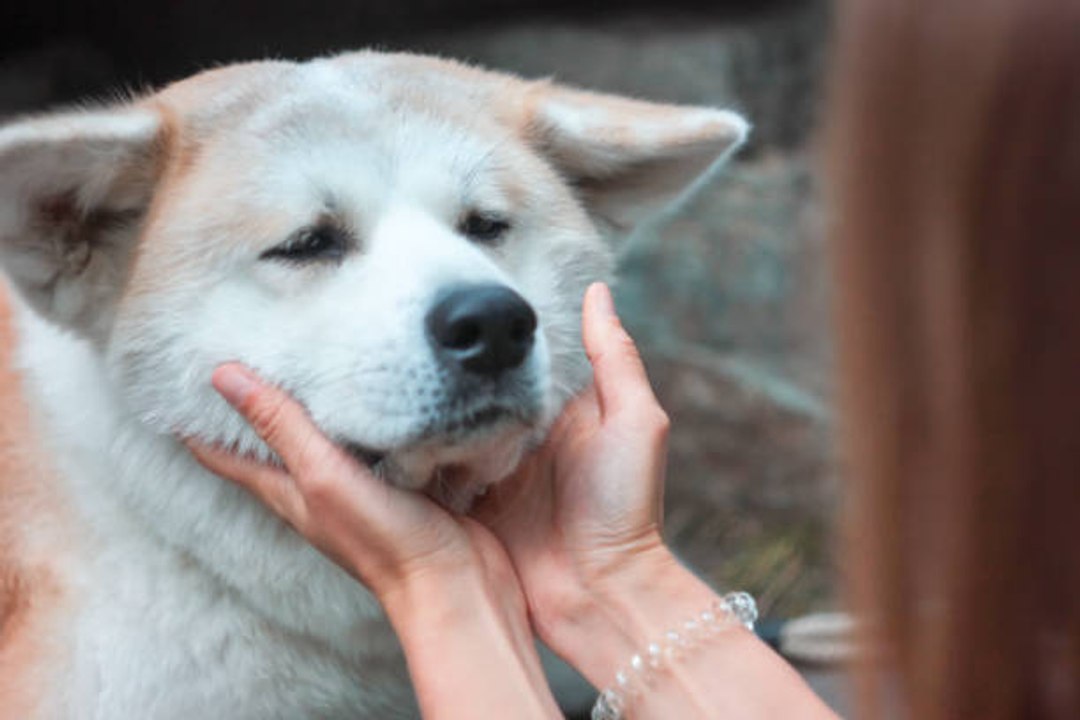 Was tun, wenn mein Hund traurig ist?