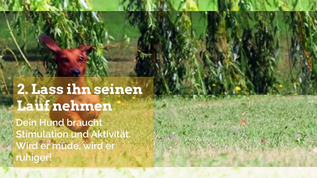 Wie kann man einen aufgeregten Hund beruhigen?