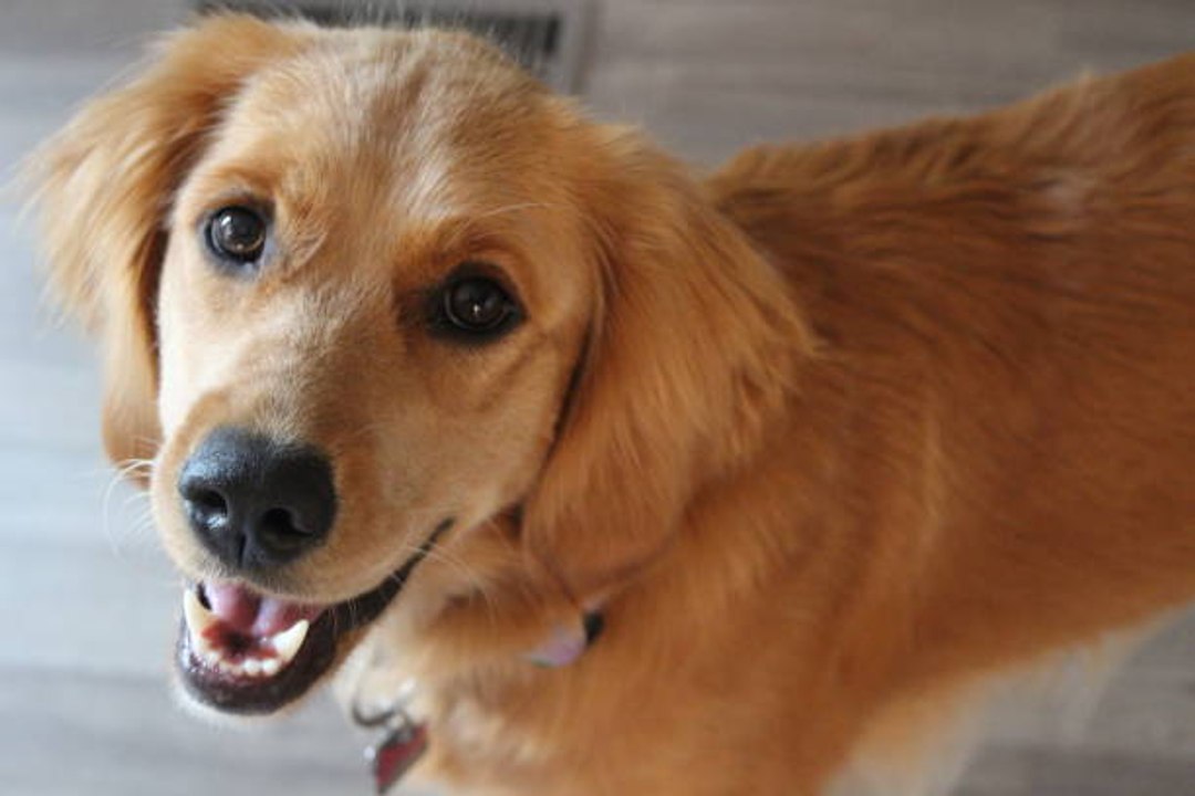 Der Golden Retriever: ein Hund mit vorbildlichen Eigenschaften